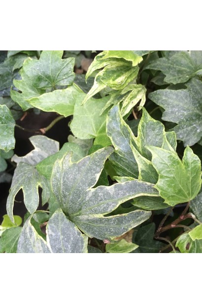 Плющ White Ripple з біло-зеленим листям на клумбі